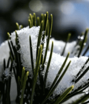 积雪覆盖的松针特写素材5744#横屏 