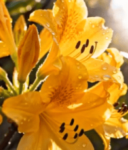 阳光下带水珠的黄色花朵9323#横屏 