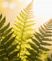 阳光下的蕨类植物特写(1)12656#横屏 