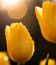 阳光下带水珠的黄色郁金香11041#横屏 
