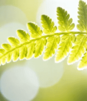 阳光下的蕨类植物特写7430#横屏 