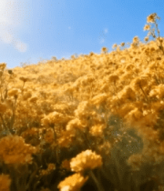 阳光下的黄色花海全景14508#横屏 