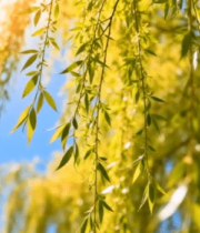 阳光下垂柳柳叶特写(1)7050#横屏 