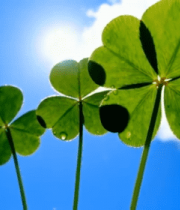 阳光下带水珠的四叶草14291#横屏 