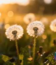 阳光下草地蒲公英特写649#横屏 