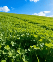 阳光下的绿色草地田野素材604#横屏 