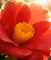 阳光下带水珠的红色山茶花10231#横屏 