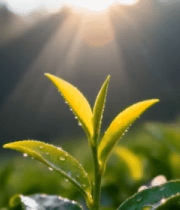 阳光下带露珠的鲜嫩茶叶4071#横屏 