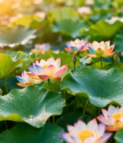 阳光下的荷花荷叶美景10944#横屏 