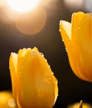 阳光下带水珠的黄色郁金香(1)11572#横屏 