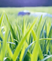 阳光下的绿色草地特写8435#横屏 