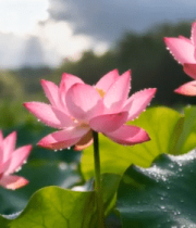 阳光下带露珠的荷花荷叶6756#横屏 