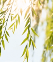 阳光下垂柳柳叶特写3471#横屏 