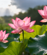 阳光下带露珠的荷花荷叶6756#横屏 