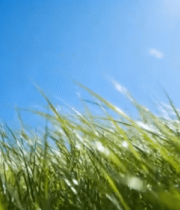 阳光下的草地与蓝天7834#横屏 