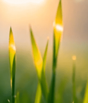 阳光下带露珠的嫩绿青草7451#横屏 