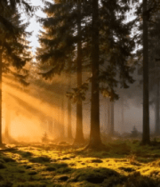 阳光洒落森林树木景观6361#横屏 