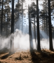 阳光洒下的森林景象12309#横屏 