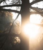 阳光穿透树林树木景象507#横屏 