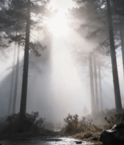 阳光穿透森林树木景观3504#横屏 