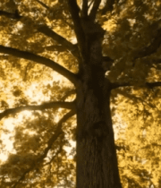 阳光透过树叶照射大树5033#横屏 