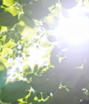 阳光透过树叶的自然景象(2)13723#横屏 