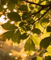 阳光透过树叶的自然景象6213#横屏 