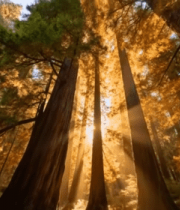 阳光洒落森林树木素材2736#横屏 