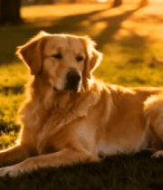 阳光下草地的金毛犬8685#横屏 