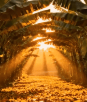 阳光穿过香蕉林林间美景13157#横屏 