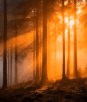 阳光穿透森林树木景象5842#横屏 