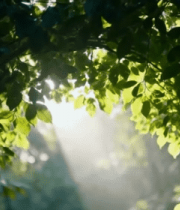 阳光透过树叶的森林景象15068#横屏 