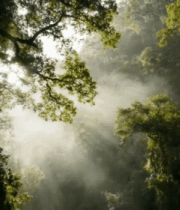 阳光穿透树林自然风光素材8324#横屏 