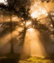 阳光穿透树林的森林景象(4)9811#横屏 