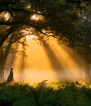 阳光穿透树林的森林景象(5)11076#横屏 