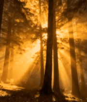 阳光穿透树林的森林景象(3)8878#横屏 