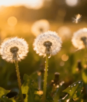 阳光下草地蒲公英特写(1)2160#横屏 