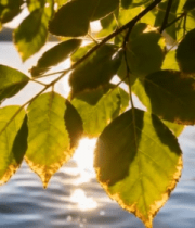 阳光透过树叶照射湖面景象5337#横屏 