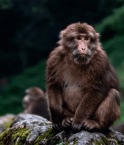 岩石上坐立的猴子特写11403#横屏 