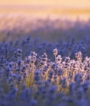 薰衣草花海自然景观6793#横屏 