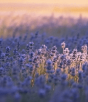 薰衣草花海自然景观6793#横屏 