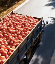 货车运输红苹果公路场景9486#横屏 