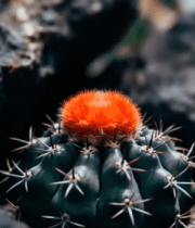 岩石间的仙人球特写13633#横屏 