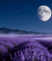 薰衣草田双月星空夜景369#横屏 