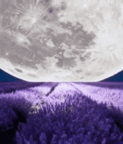 薰衣草田上的巨大月亮景观13888#横屏 