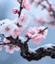 雪中盛开的梅花特写11701#横屏 