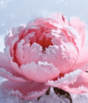 雪中绽放的粉色牡丹花74#横屏 