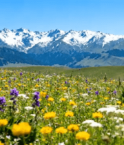 雪山下的草原花海全景9866#横屏 