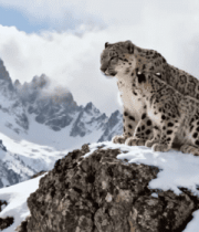 雪山上的母雪豹与幼崽4158#横屏 