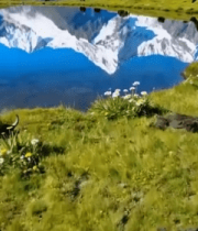 雪山下草原湖泊与牦牛景观11364#横屏 